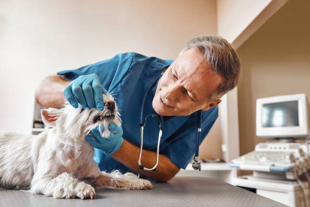Best Emergency Dental Care for Broken or Chipped Teeth in Owings Mills, MD